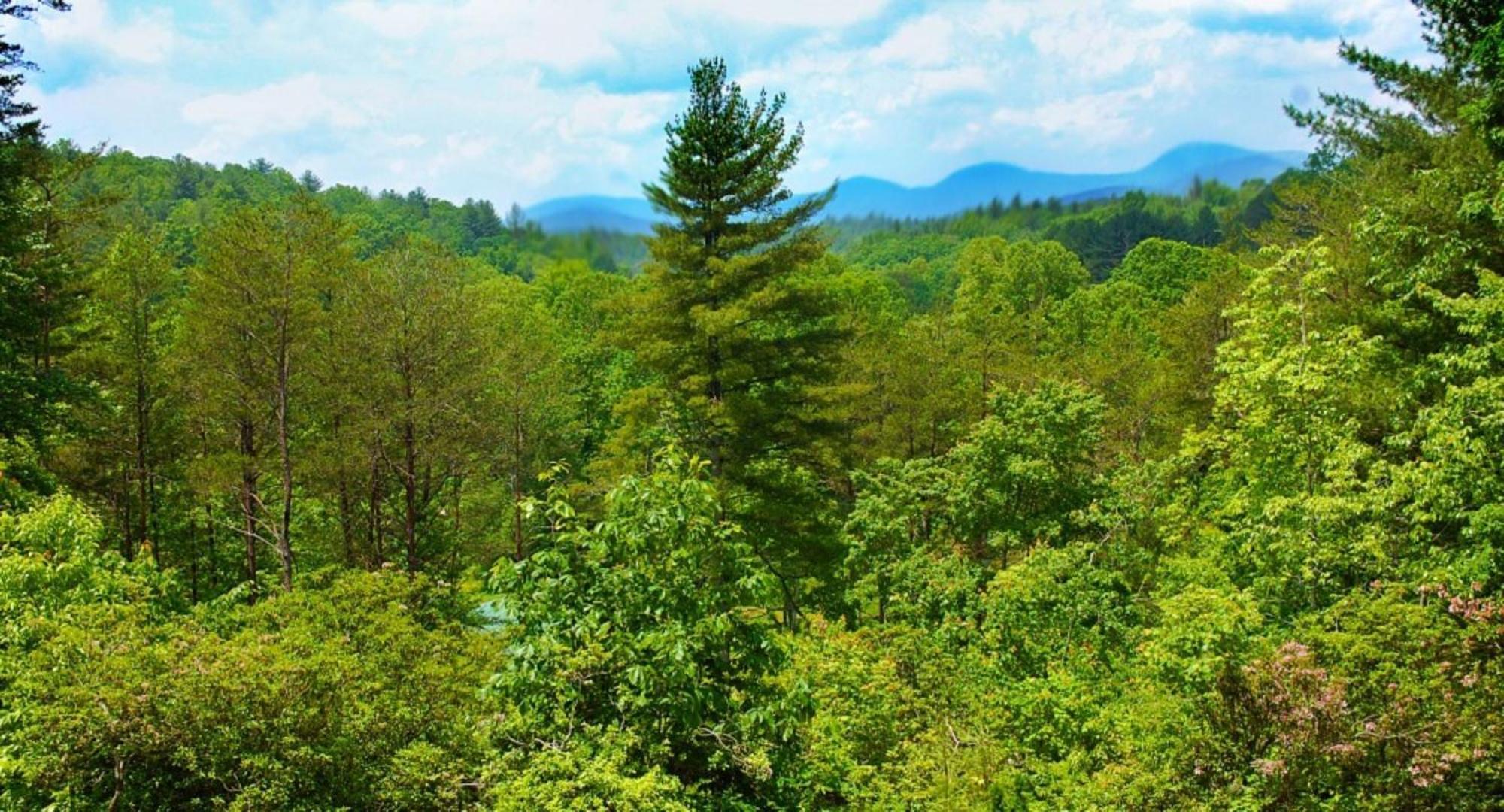 Long Mountain Lodge Bed & Breakfast Dahlonega Εξωτερικό φωτογραφία